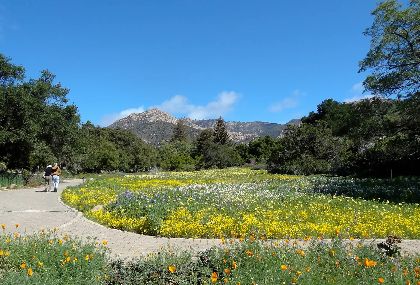 spring wildflower Meadow 2014, SBBG