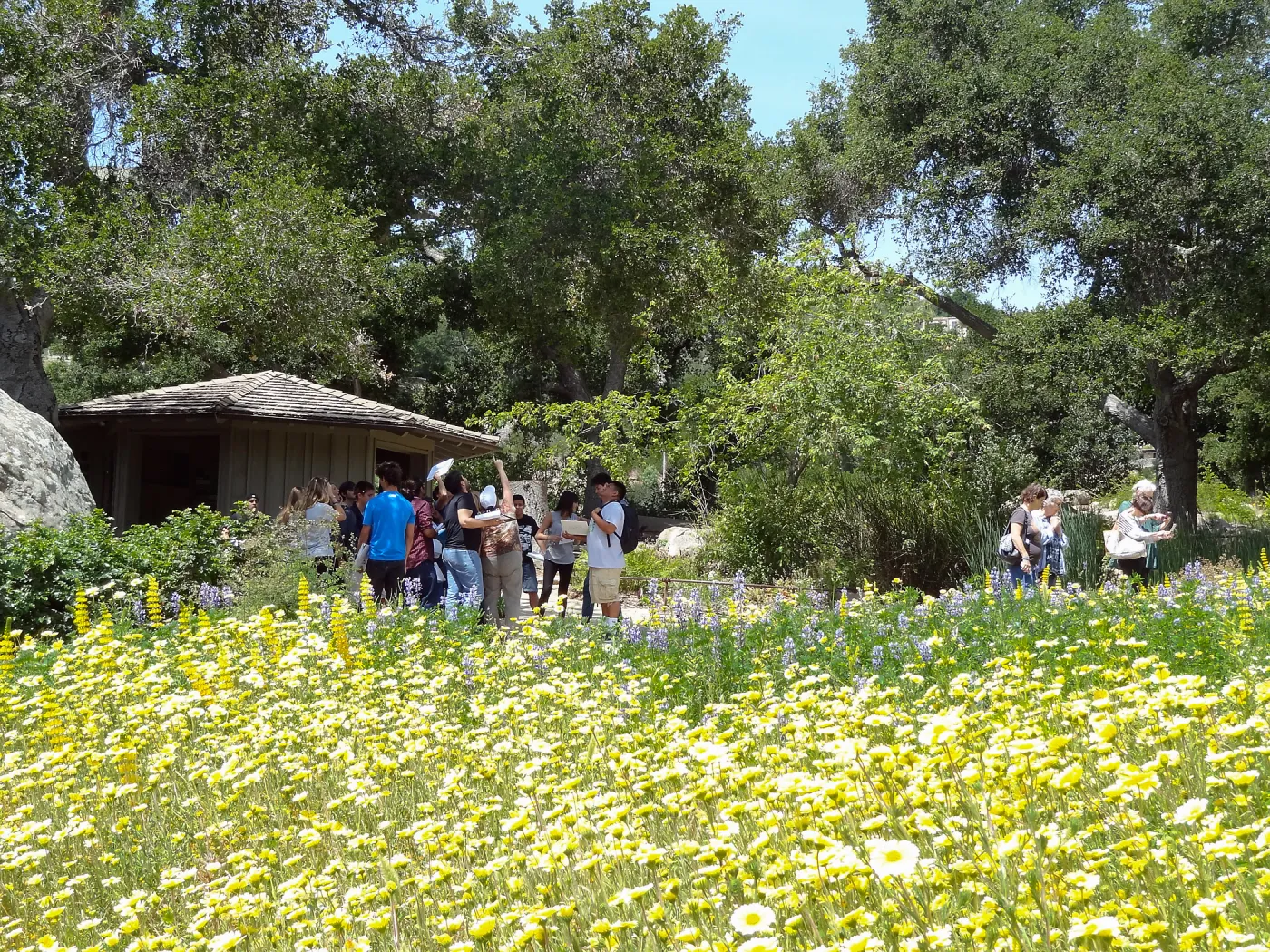 visitors, Blaksley Boulder, spring wildflower Meadow 2014, SBBG