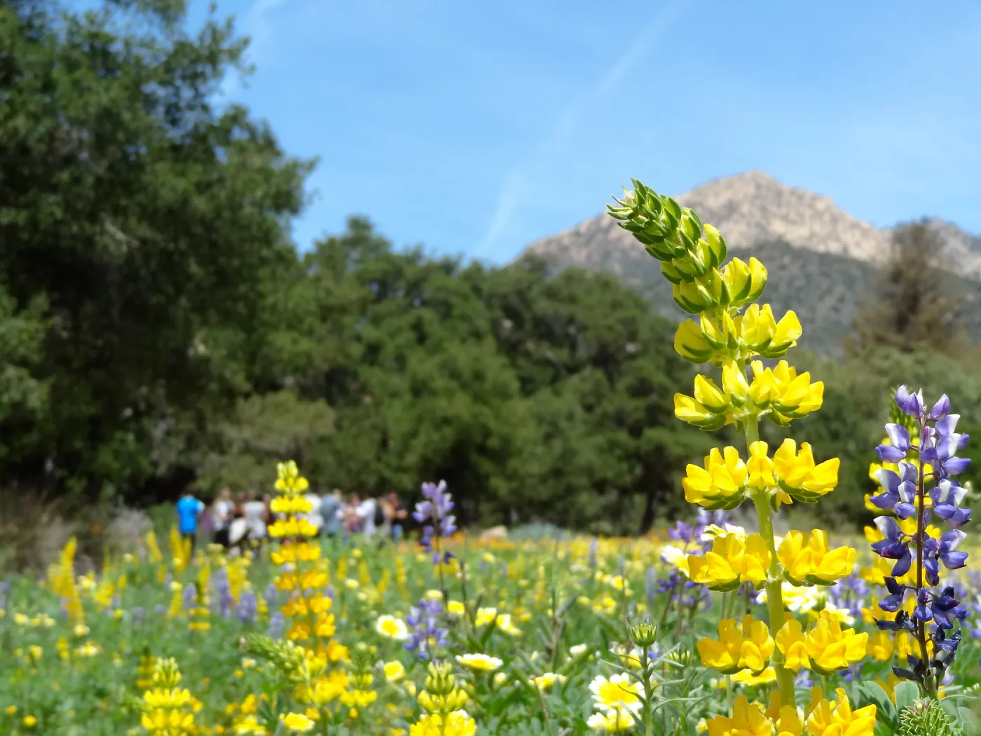 visitors, spring wildflower Meadow 2014, SBBG (lupine) (tidy tips)