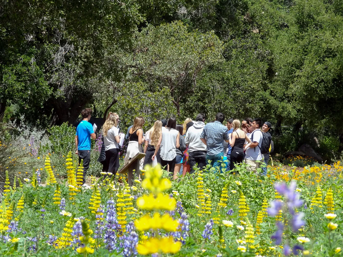 SBCC class, spring wildflower Meadow 2014, SBBG (lupine) 