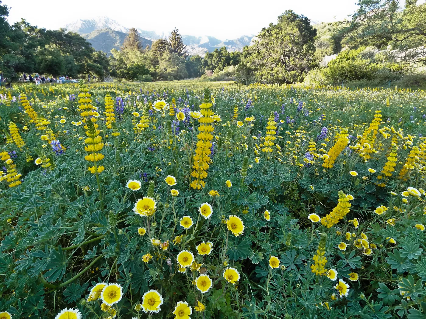 SBBG spring wildflower Meadow, 2014 (lupine) (tidy tips)