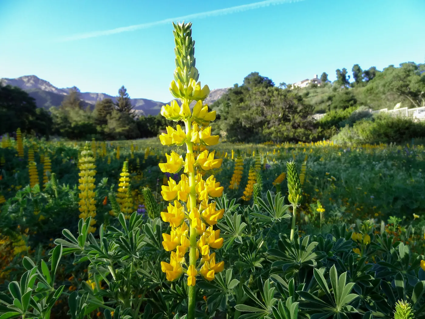 SBBG spring wildflower Meadow, 2014 (lupine) 