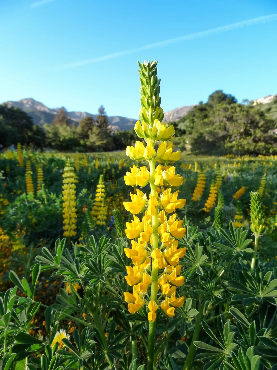 SBBG spring wildflower Meadow, 2014 (lupine) 