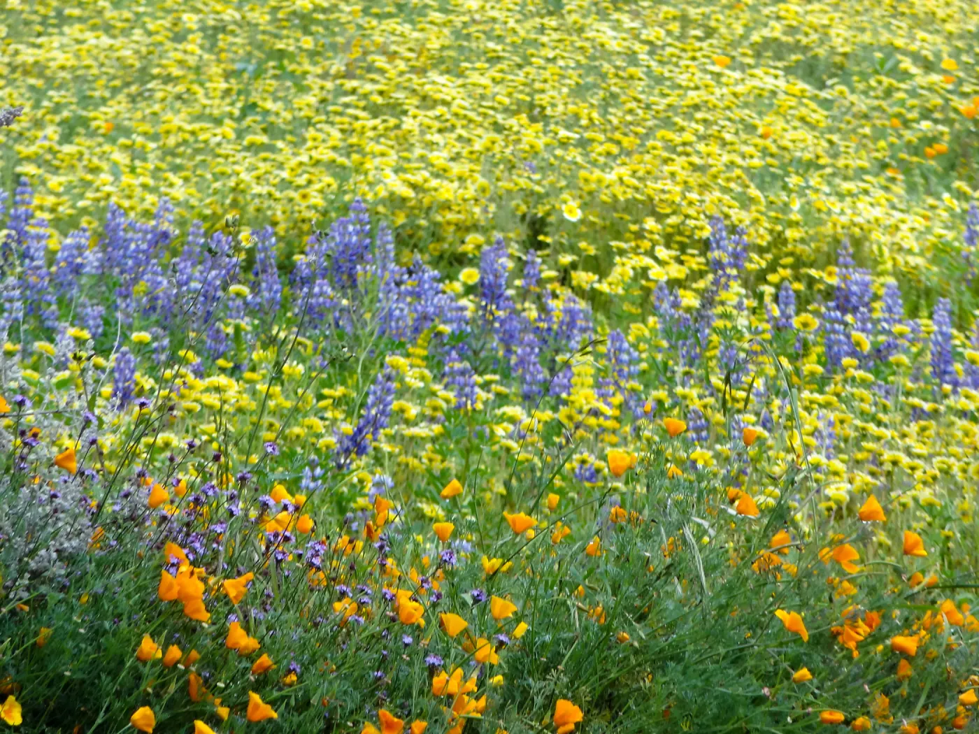 Spring wildflower display in the Meadow (lupine) (California poppy)