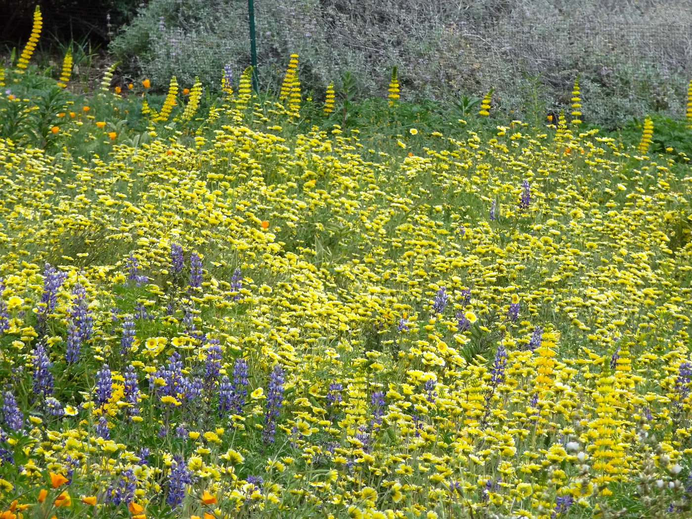 Spring wildflower display in the Meadow (lupine) 