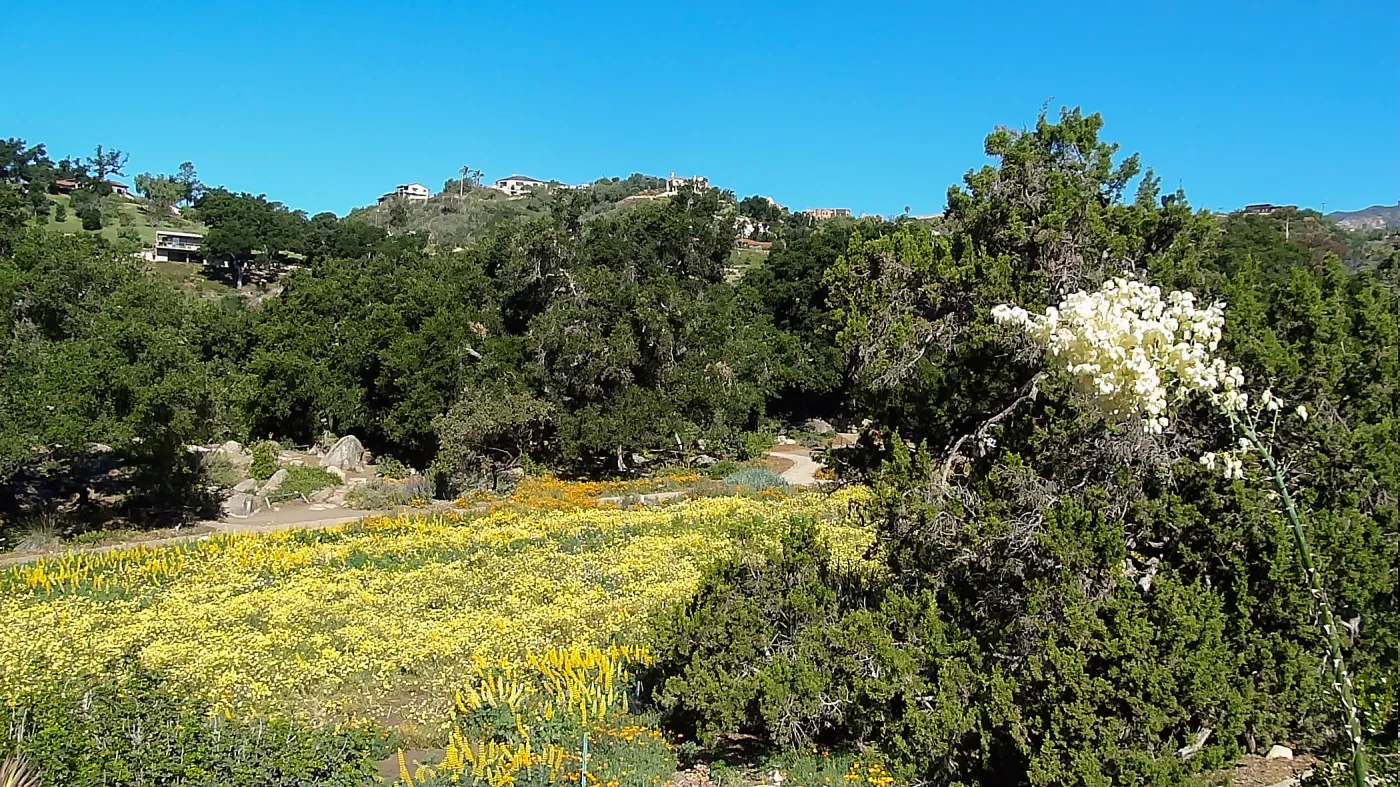 wildflower Meadow, 5 years post Jesusita Fire