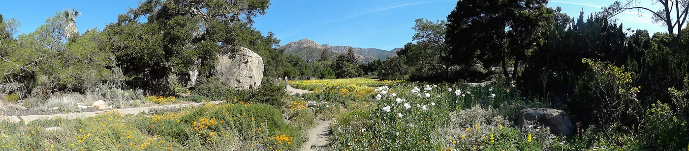wildflower Meadow