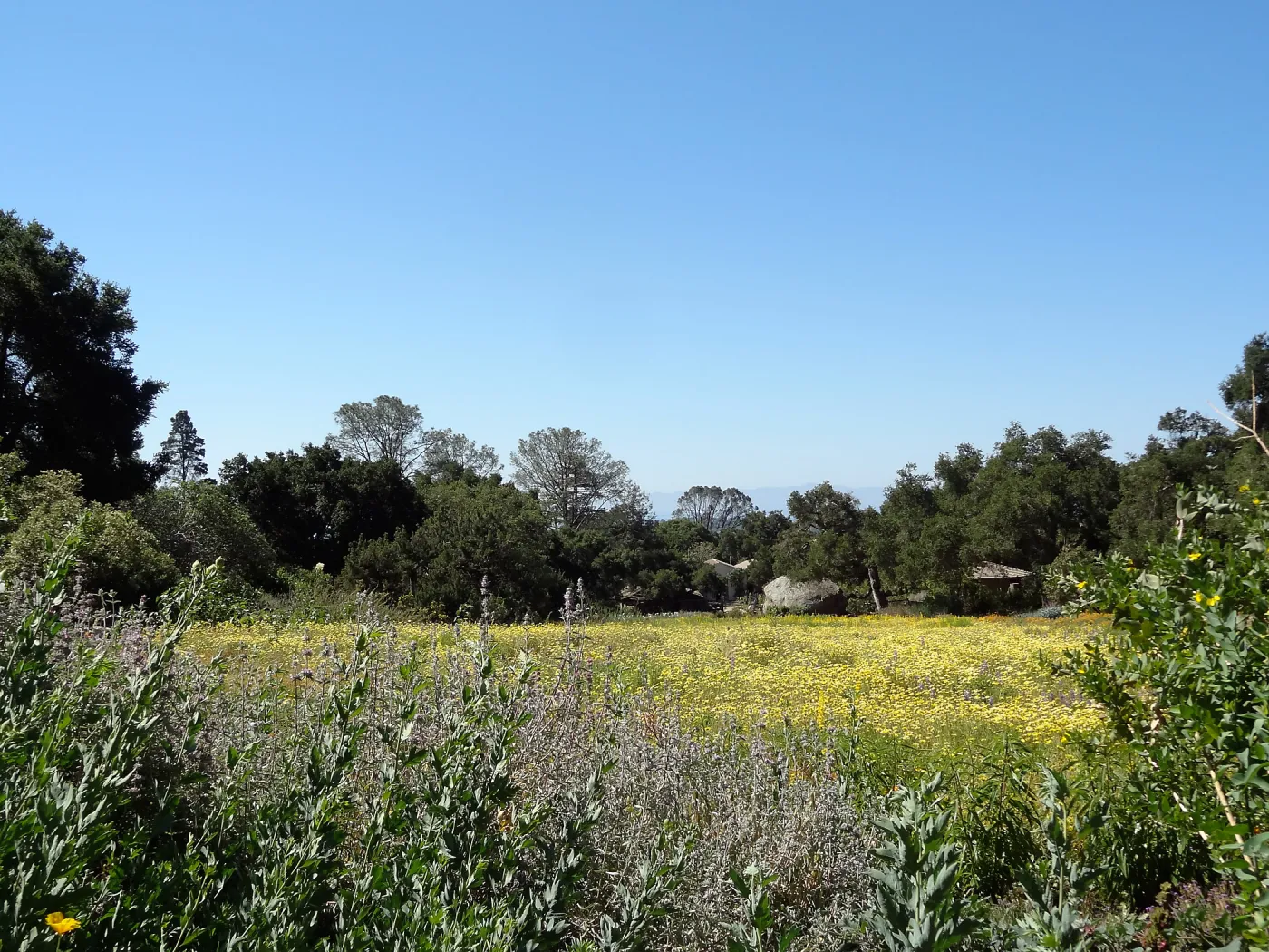 Meadow looking south