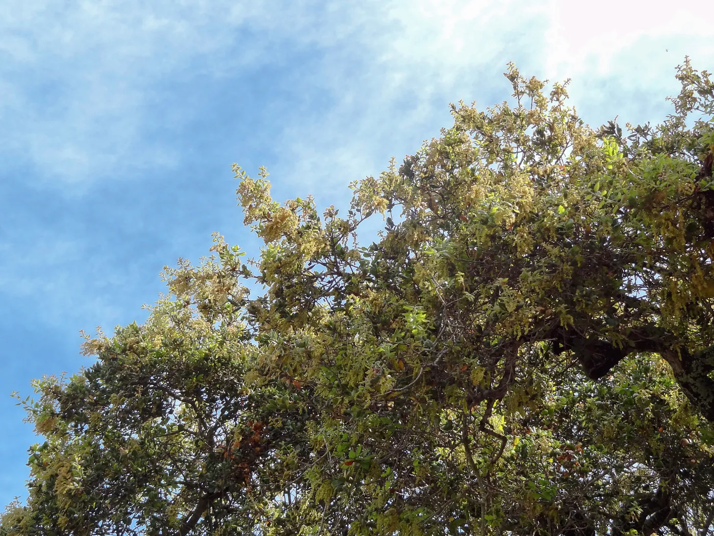 coast live oak, Quercus agrifolia, in bloom, SBBG