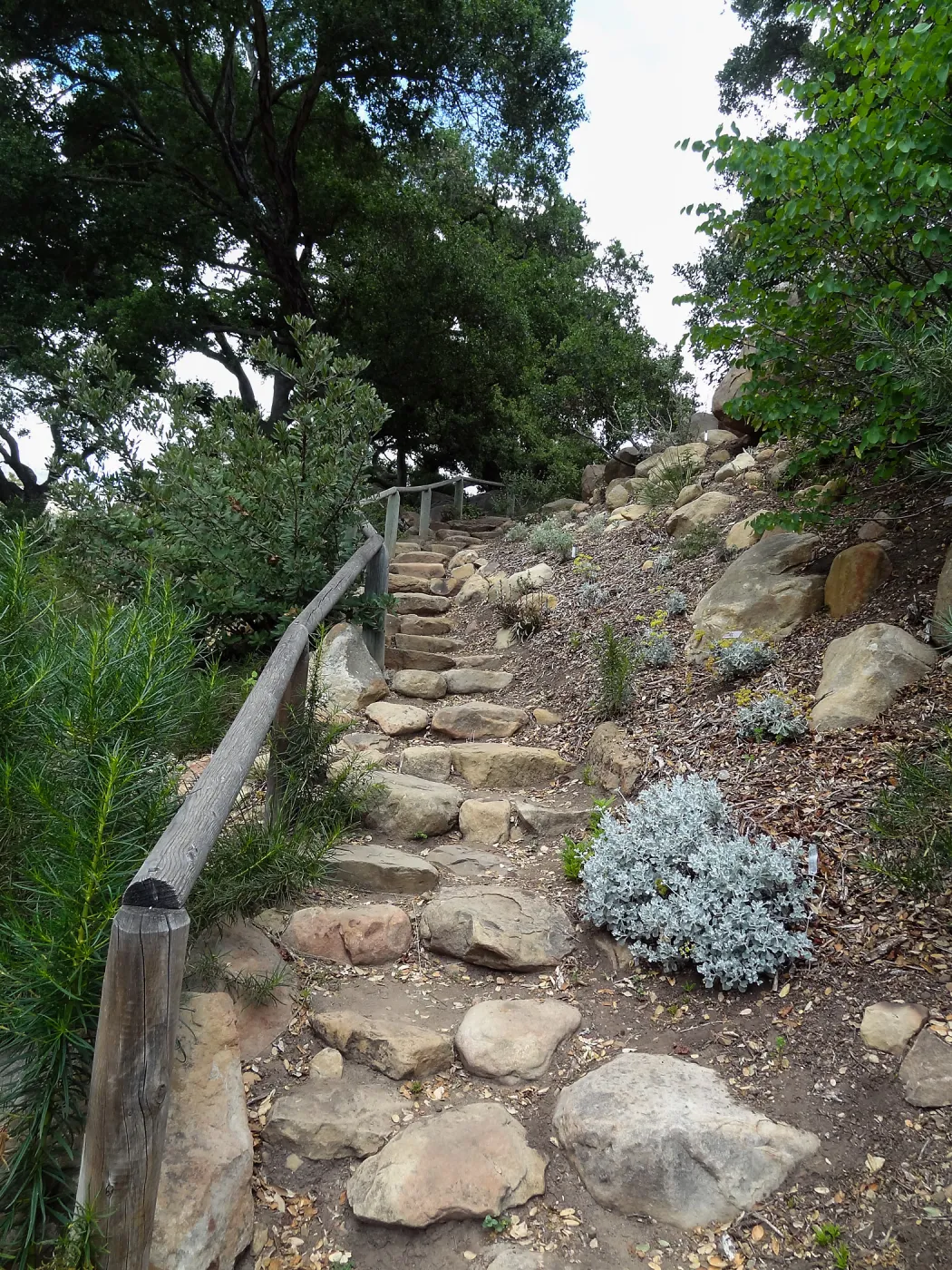 Campbell Trail, 5 years post Jesusita Fire