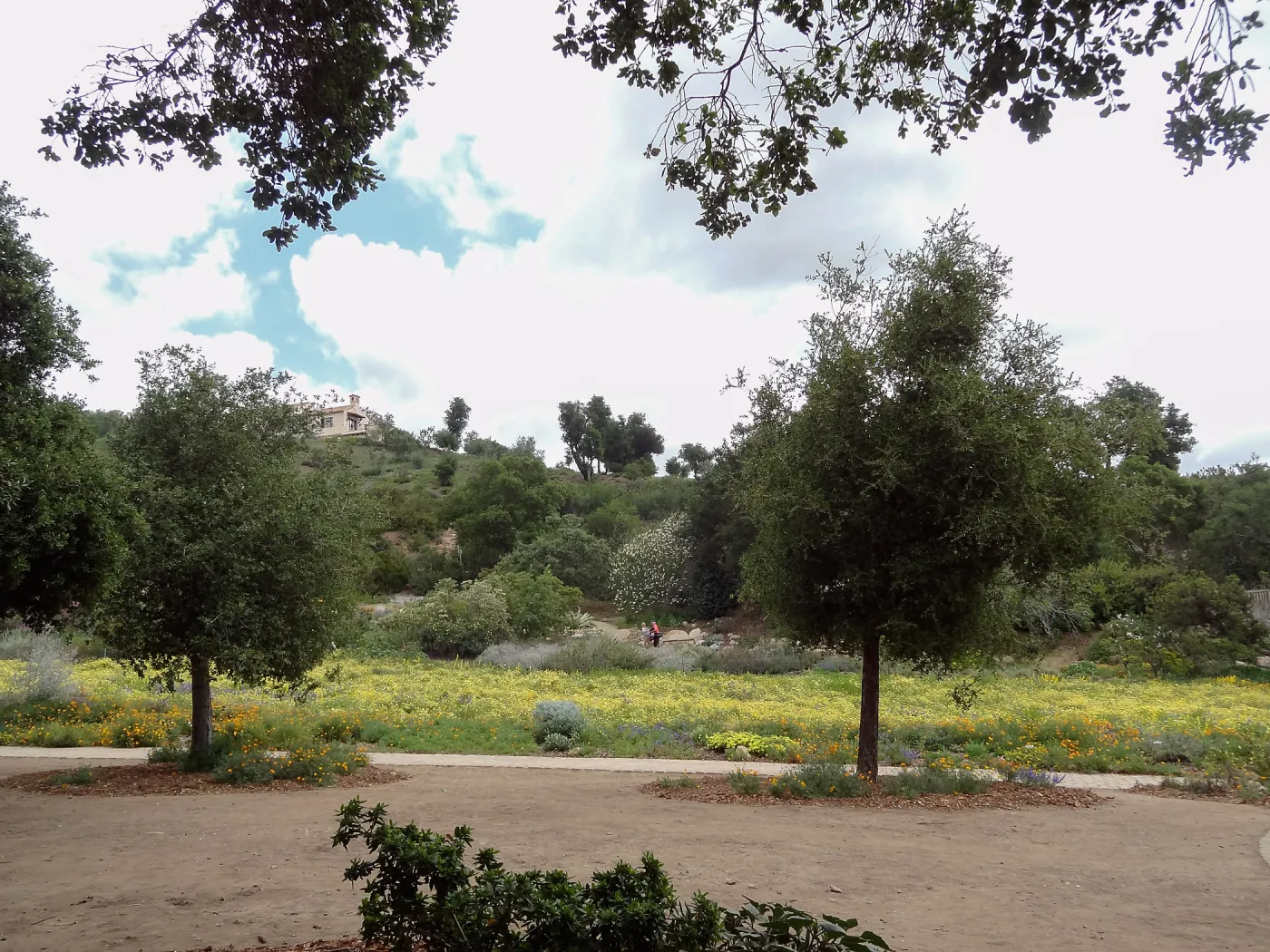 Meadow Oaks