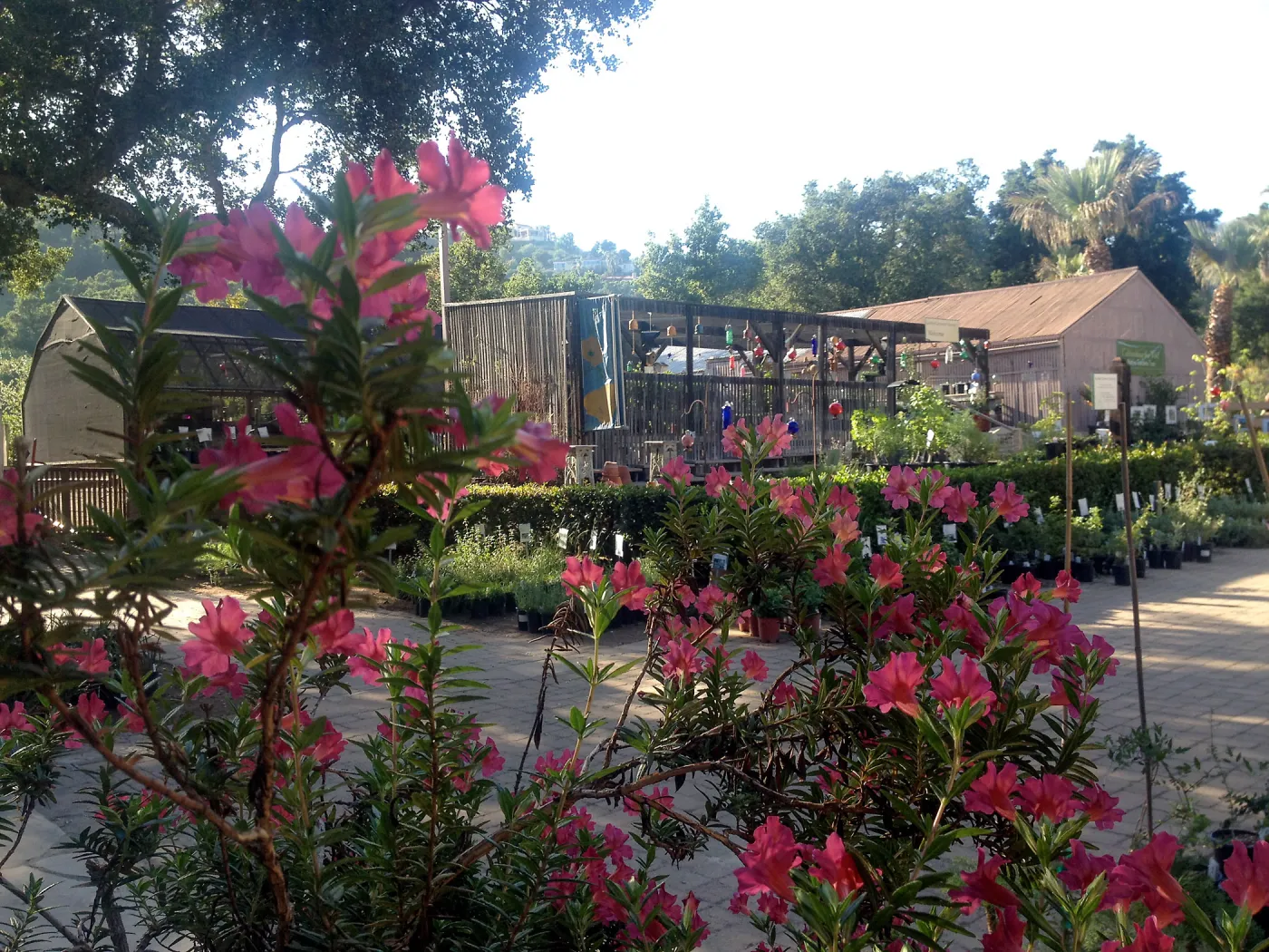 Monkeyflower in bloom, Garden Growers Nursery