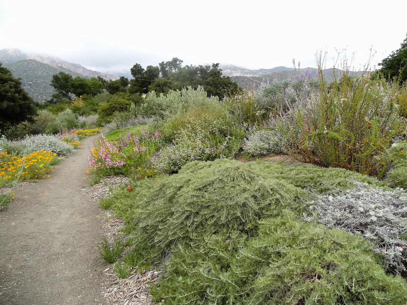 Porter Trail, 5 years post Jesusita Fire
