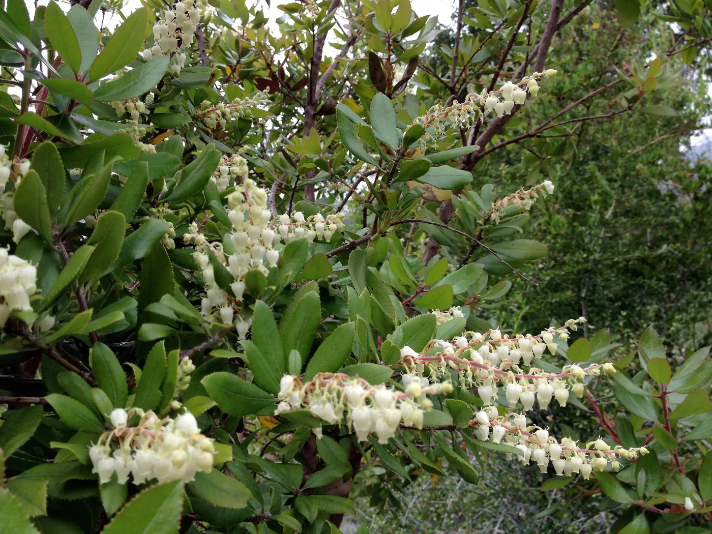 Manzanita, blooming, Porter Trail