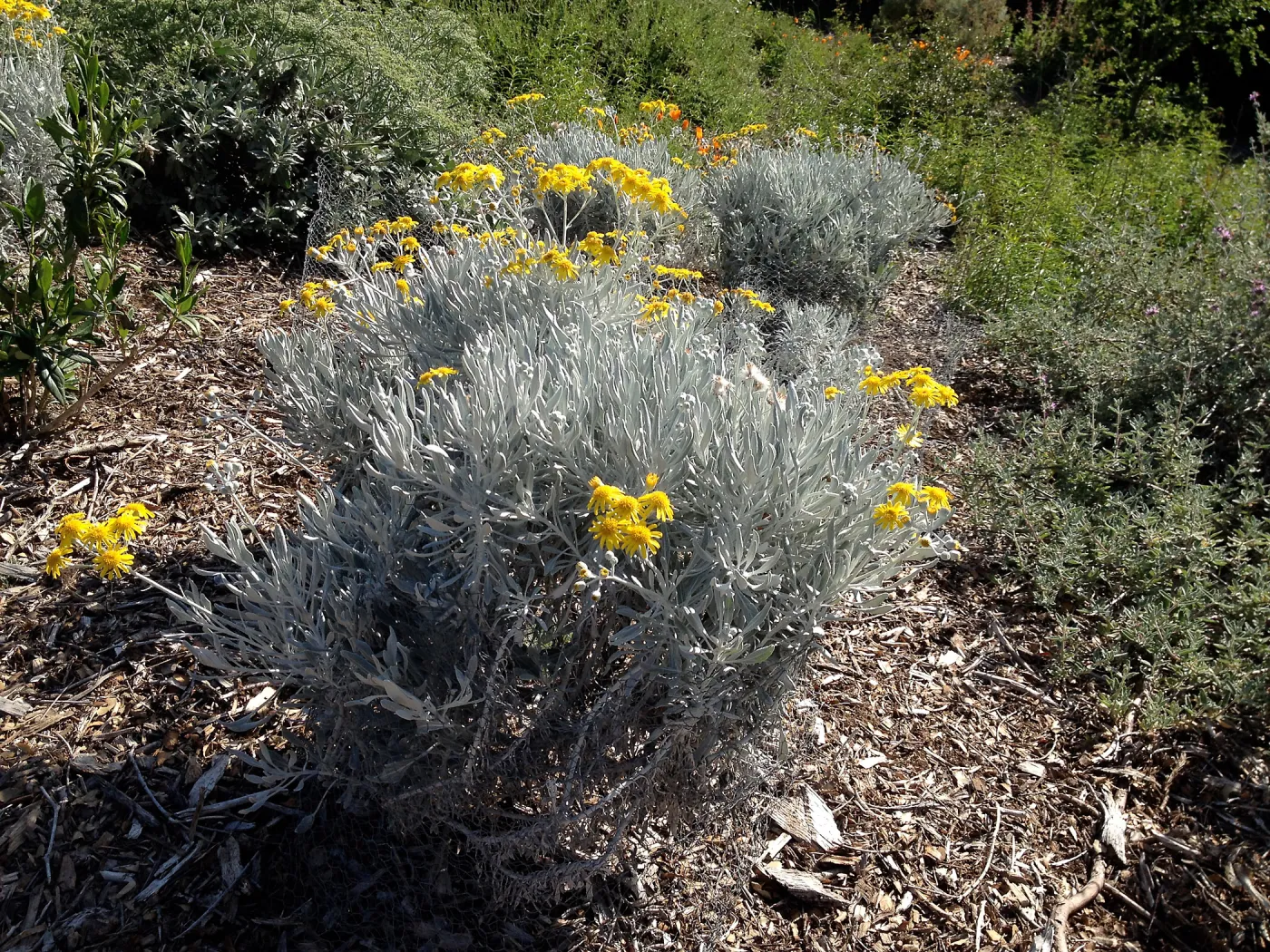 Senecio palmeri, Porter Trail, SBBG