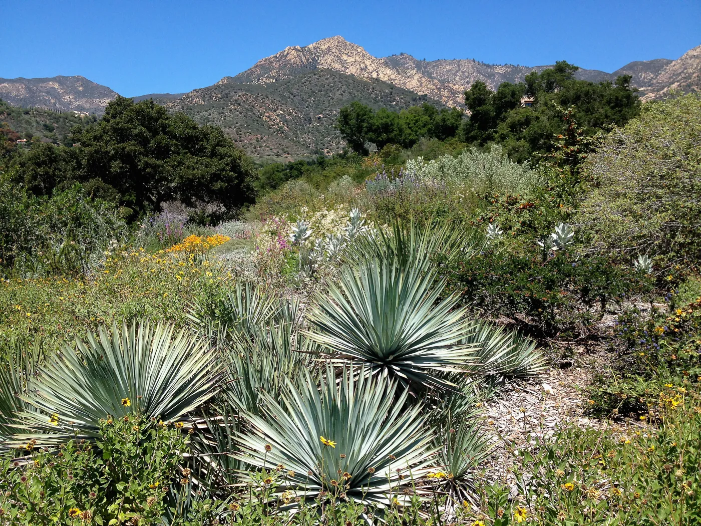 Porter Trail in bloom