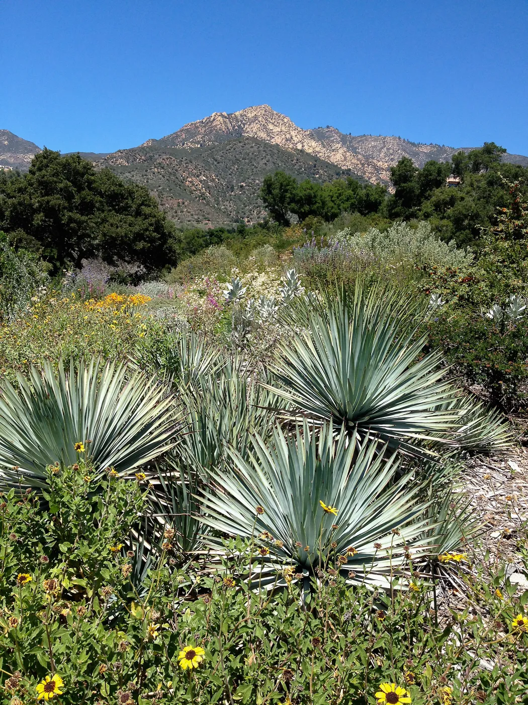 Porter Trail in bloom