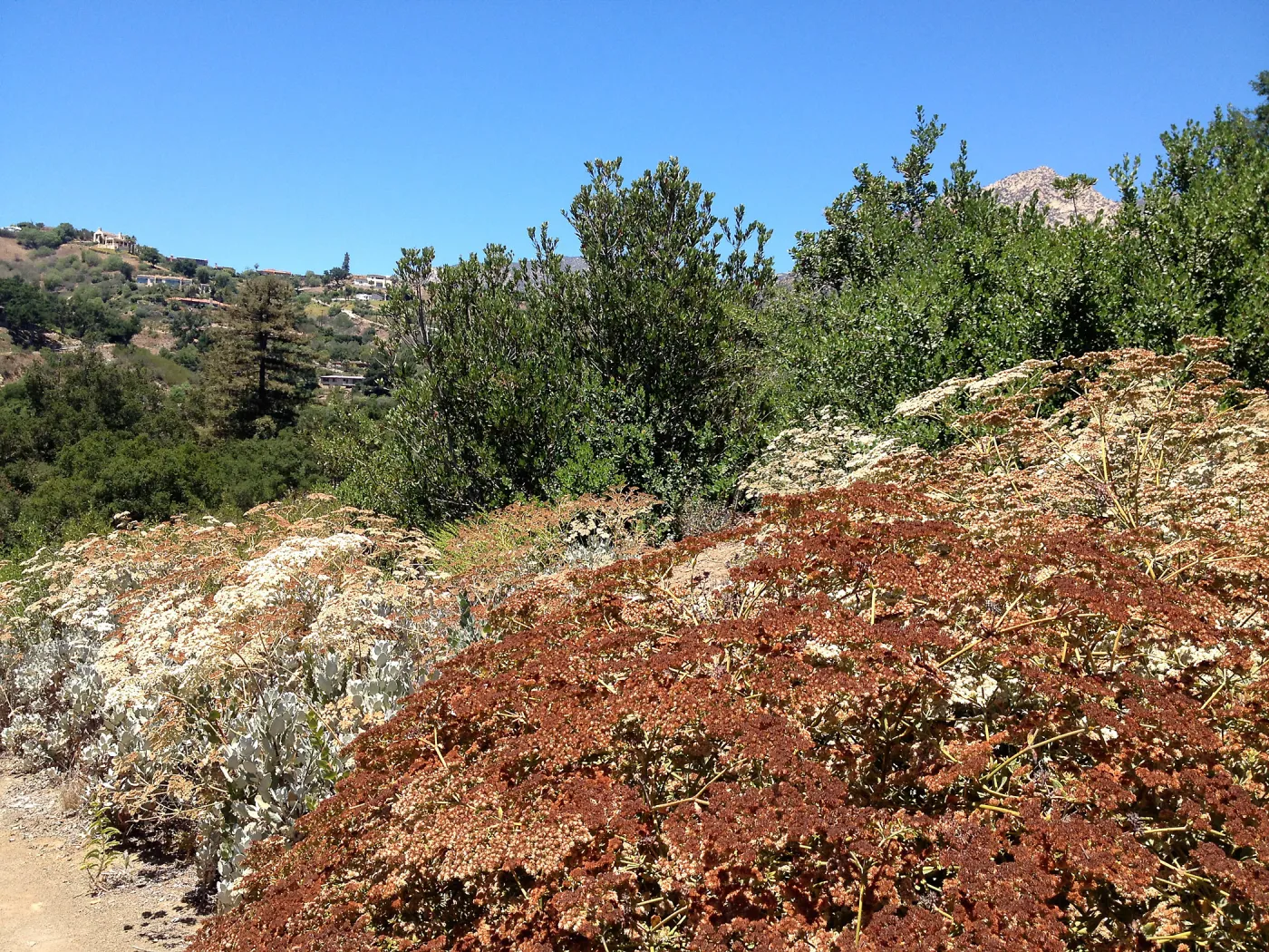 Porter Trail, Island Buckwheat below Horticulture Unit