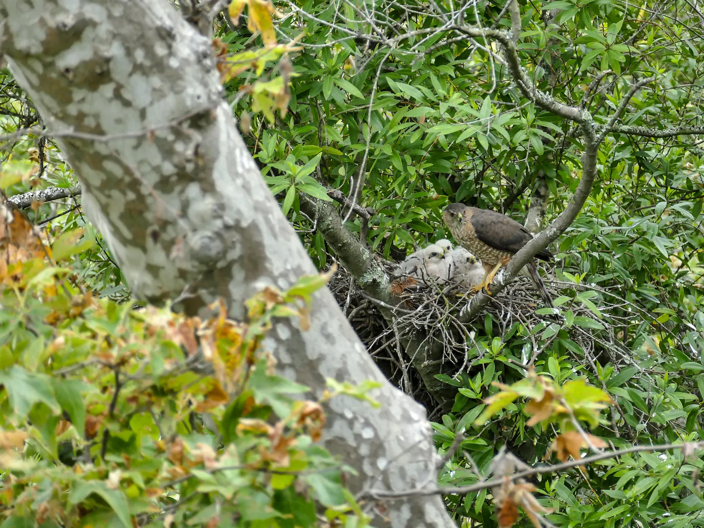 Coopers Hawk family