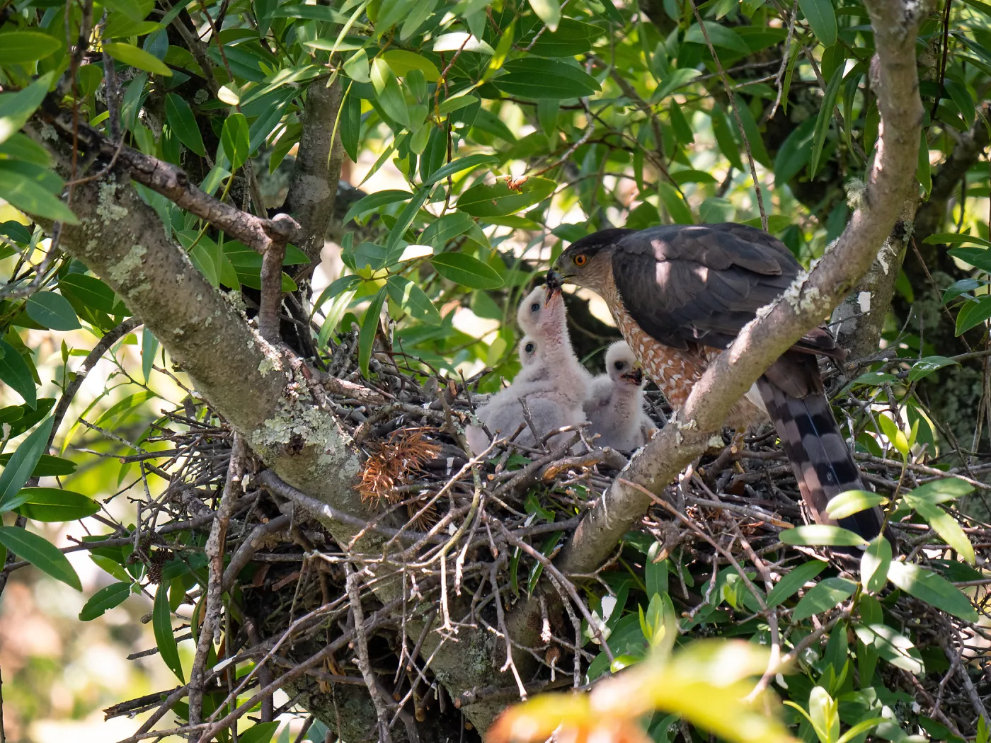 Coopers Hawk family