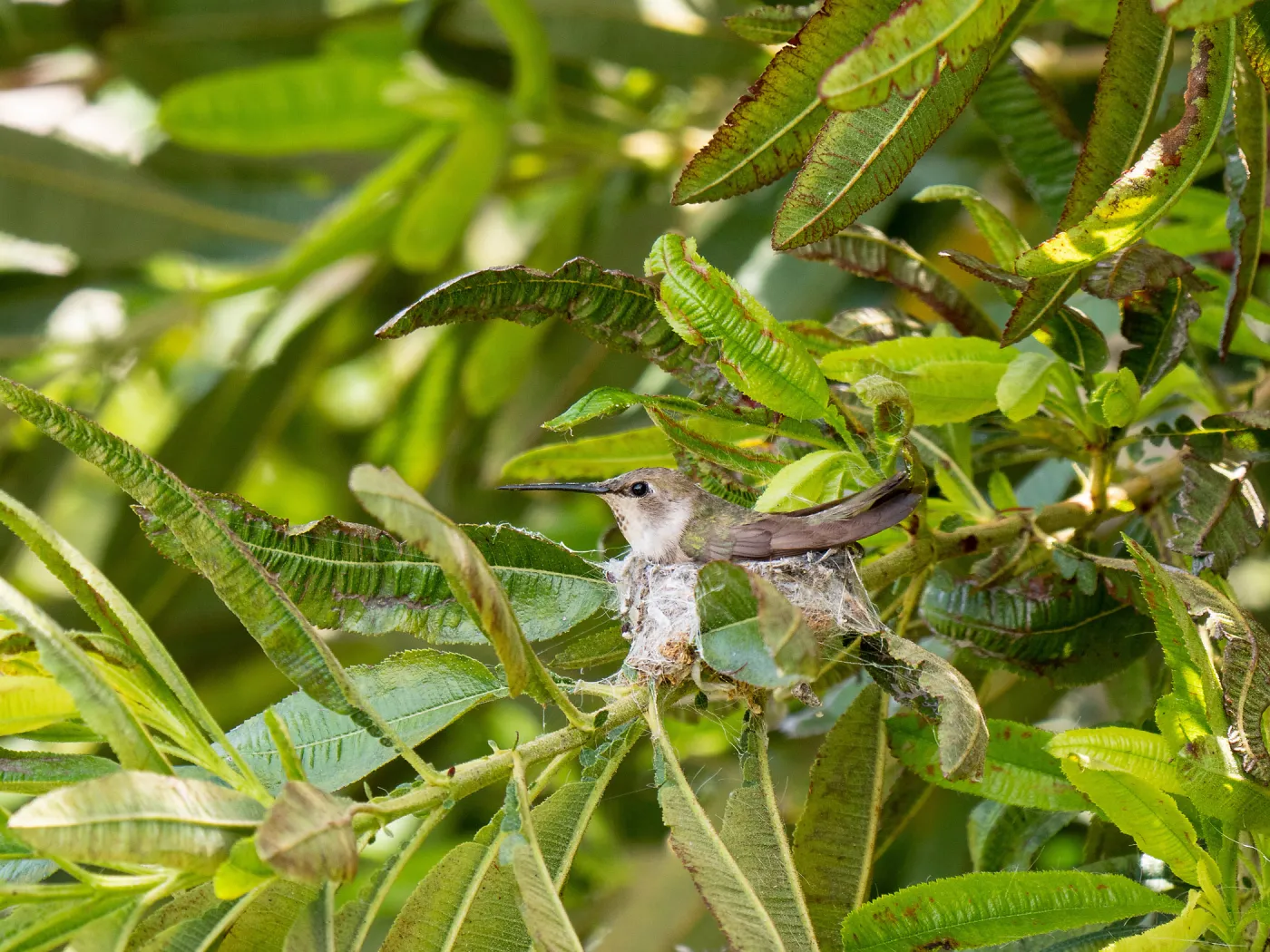 Hummingbird in nest