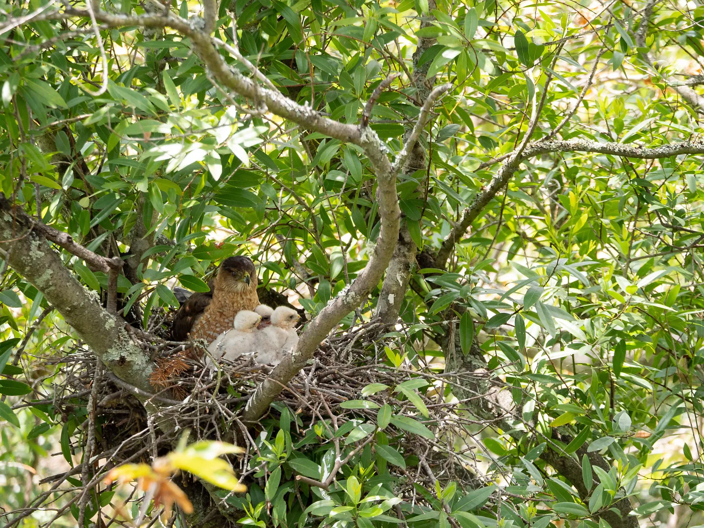 Coopers Hawk family