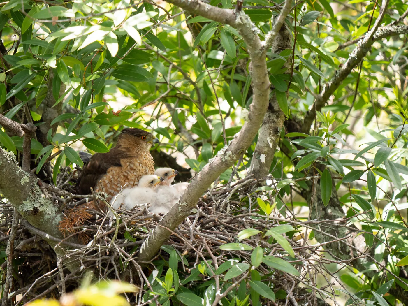 Coopers Hawk family