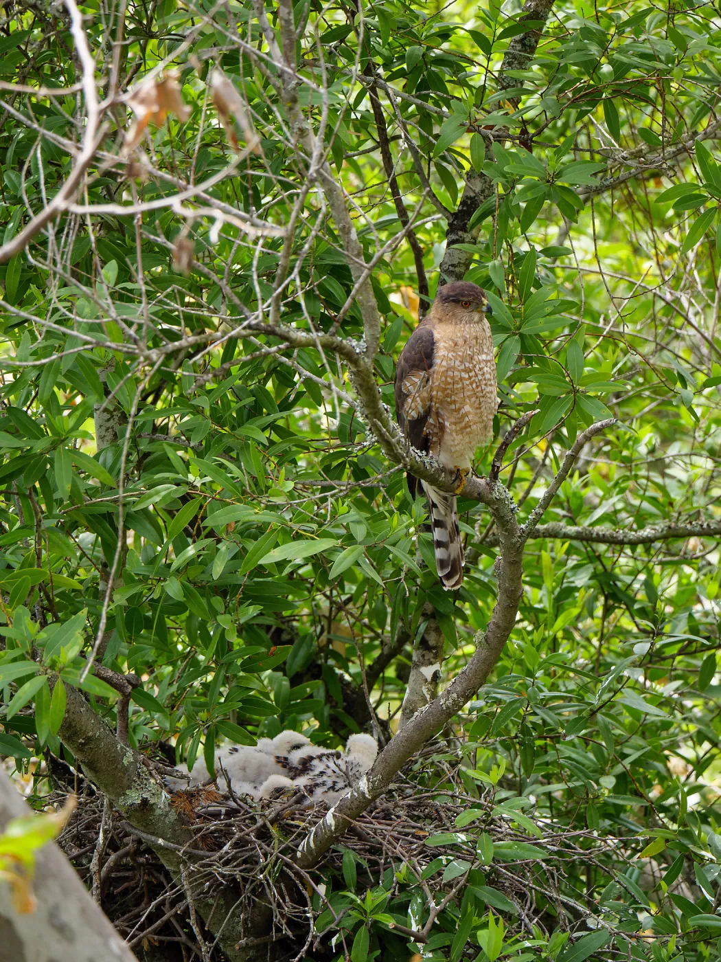 Coopers Hawk family
