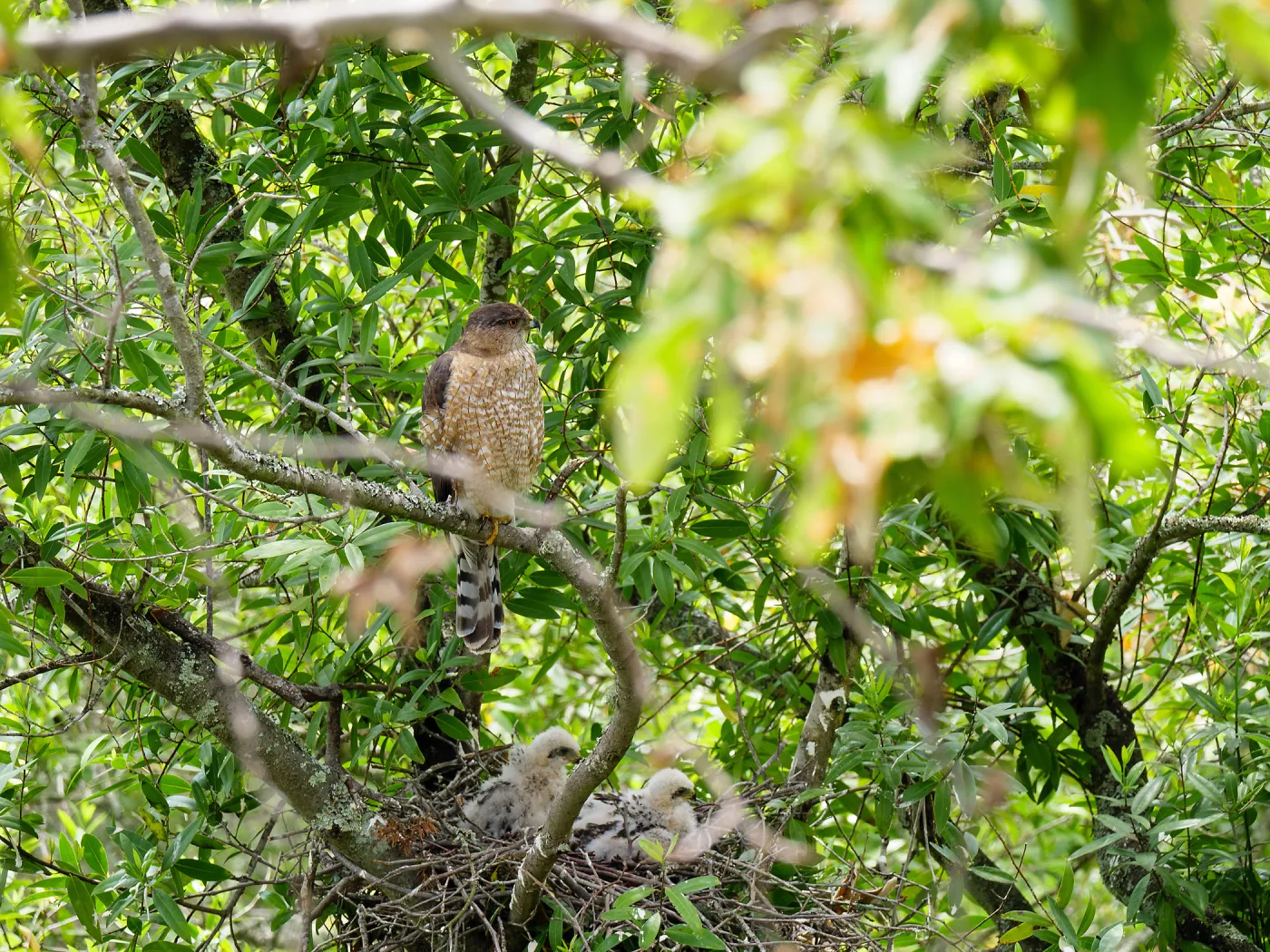Coopers Hawk family