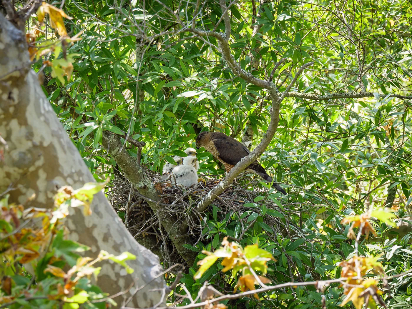 Coopers Hawk family