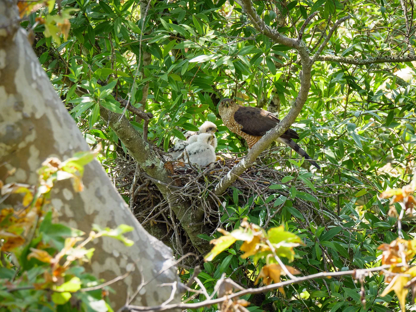 Coopers Hawk family