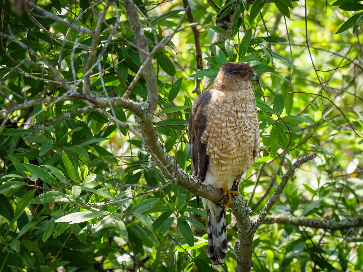 Coopers Hawk