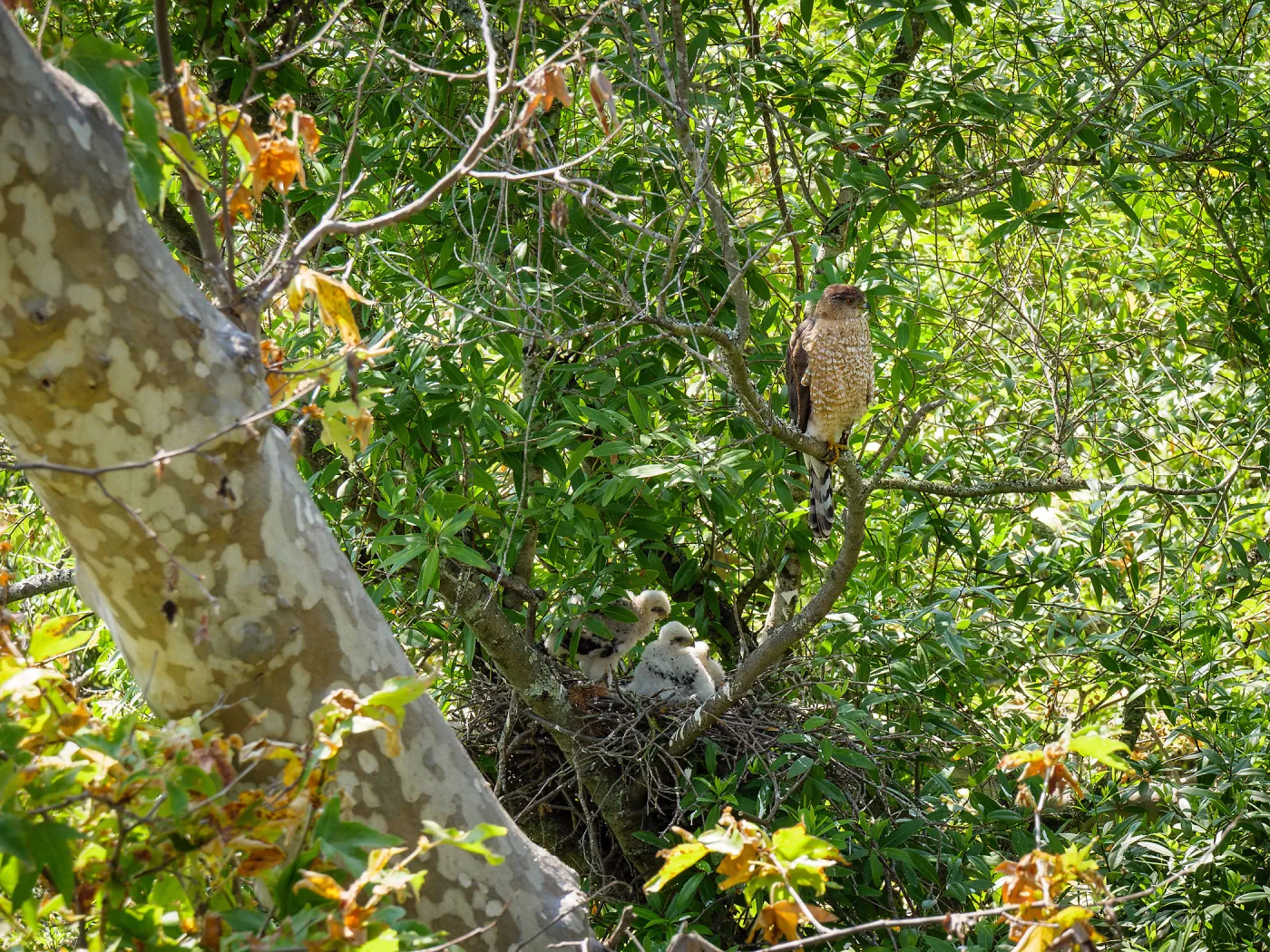 Coopers Hawk family