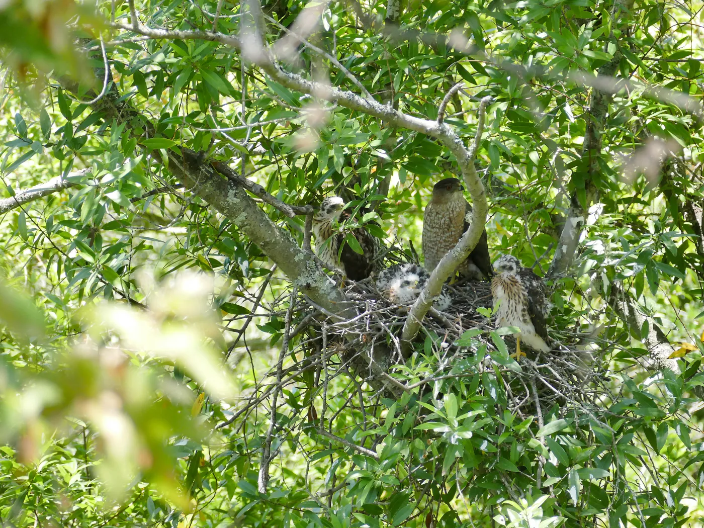 Coopers Hawk family