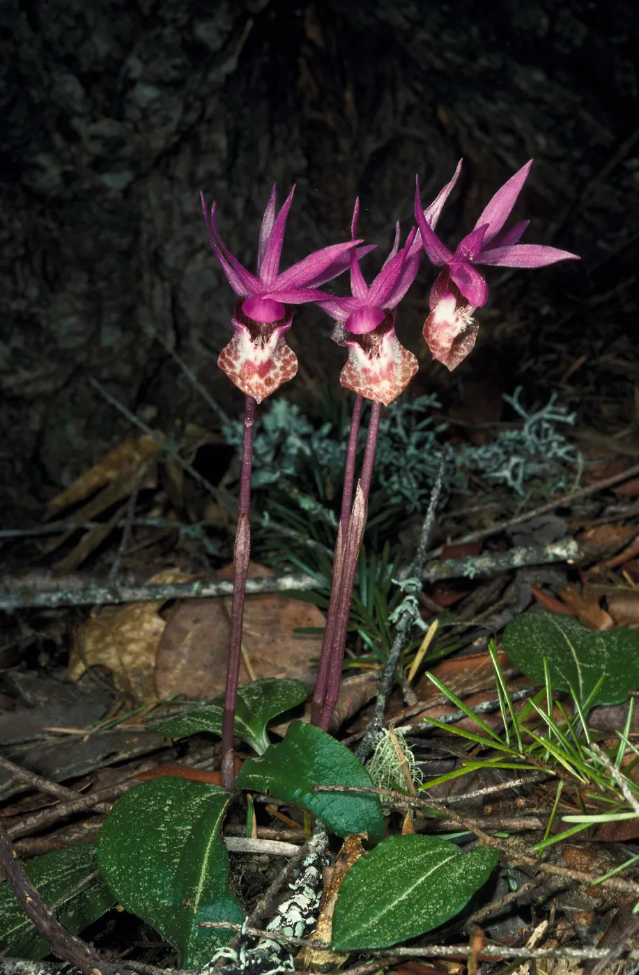 calypso bulbosa occidentalis