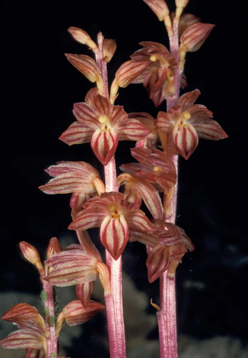 Corallorhiza striata close2