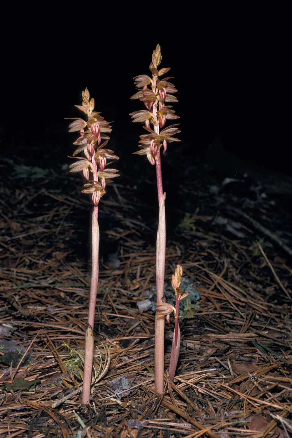Corallorhiza striata