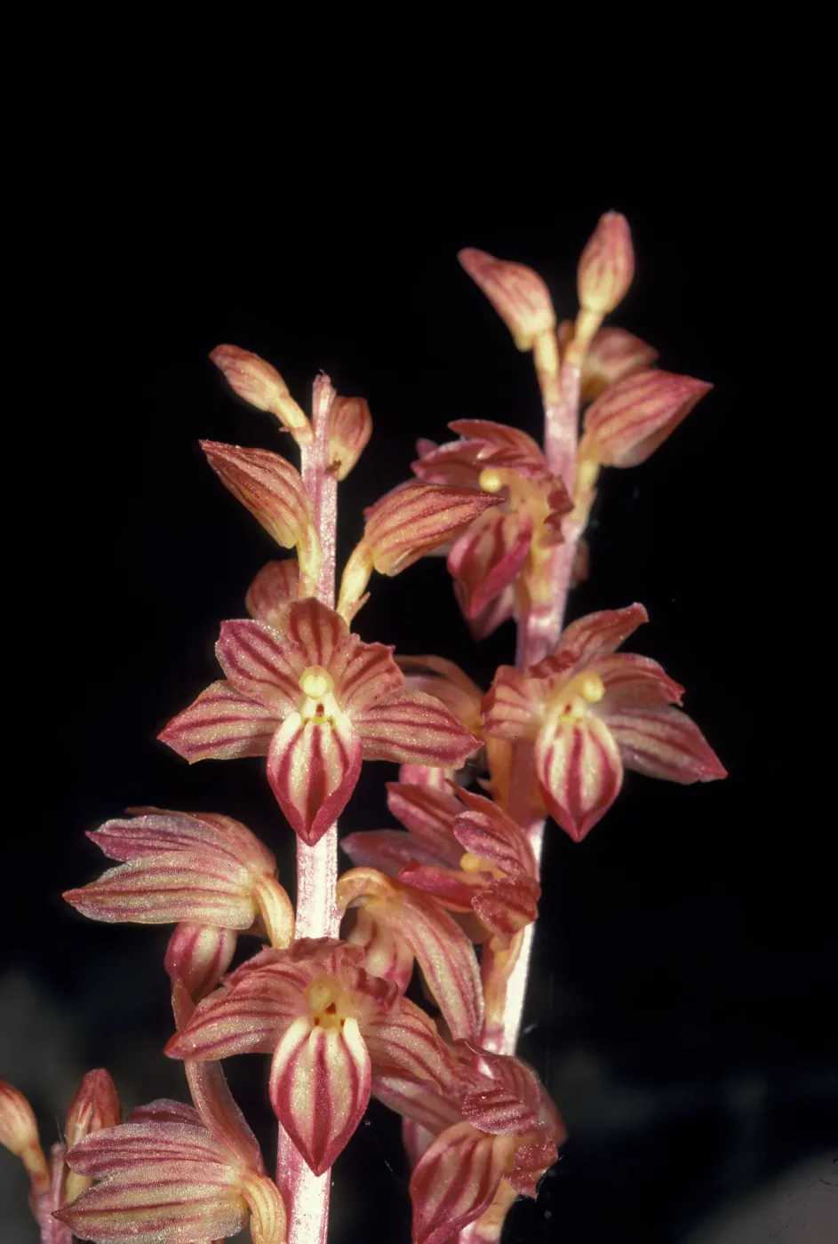 Corallorhiza striata
