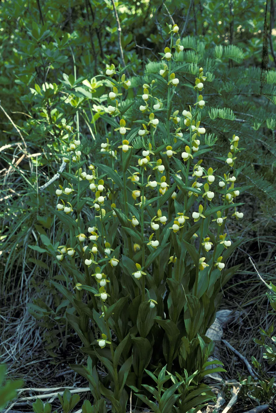 Cypripedium californicum habitat