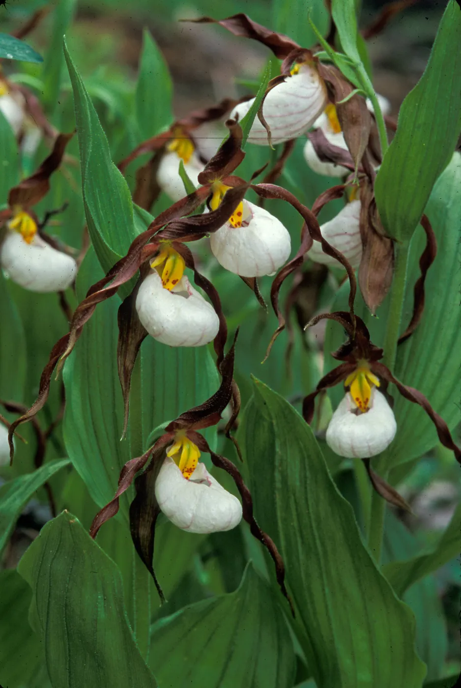 Cypripedium montanum