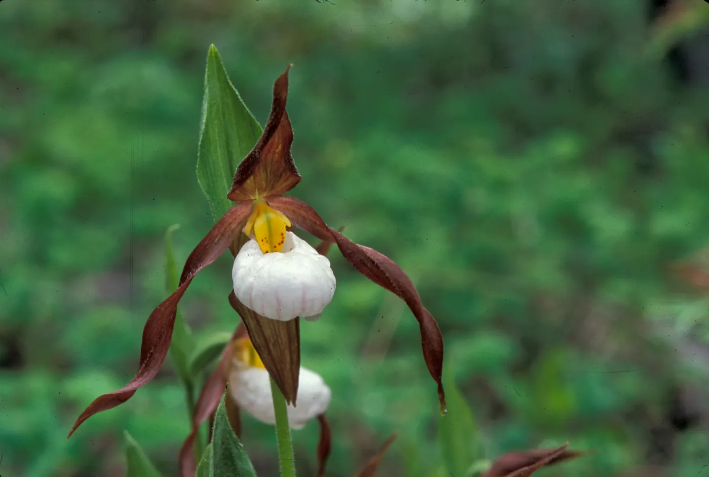 Cypripedium montanum