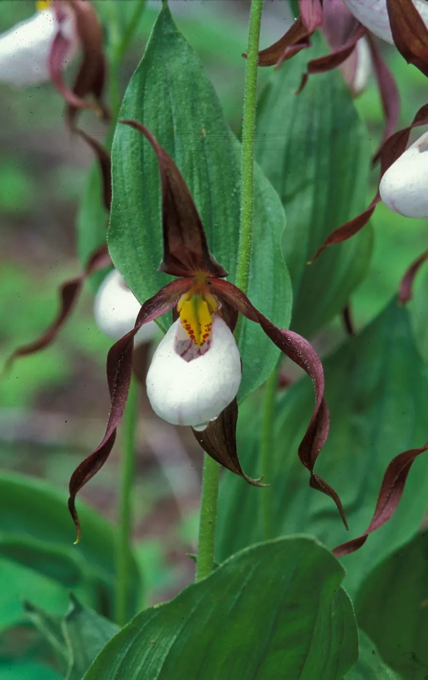 Cypripedium montanum