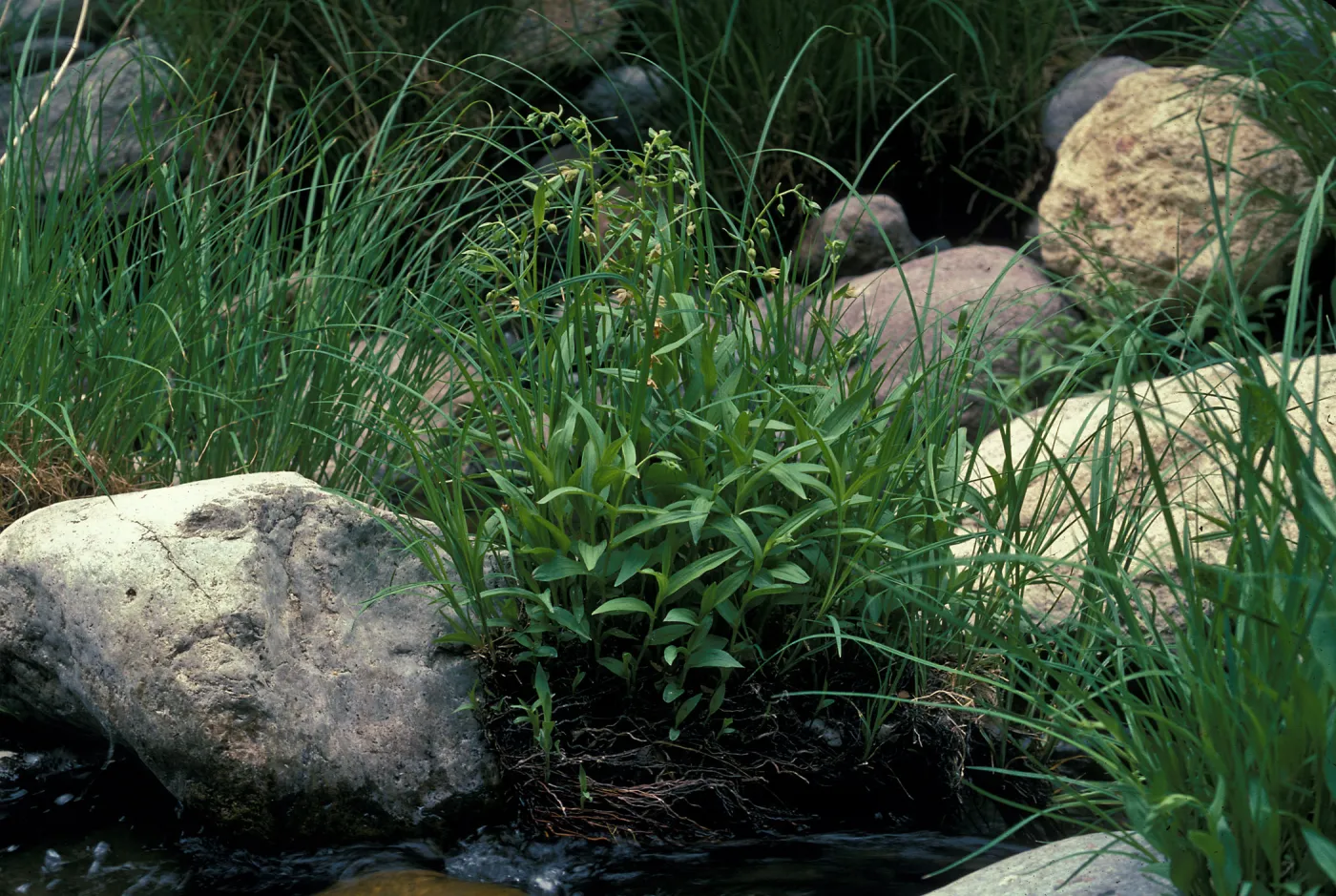 Epipactis gigantea habitat
