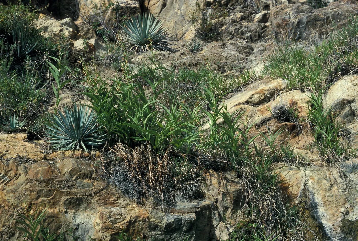 Epipactis gigantea habitat