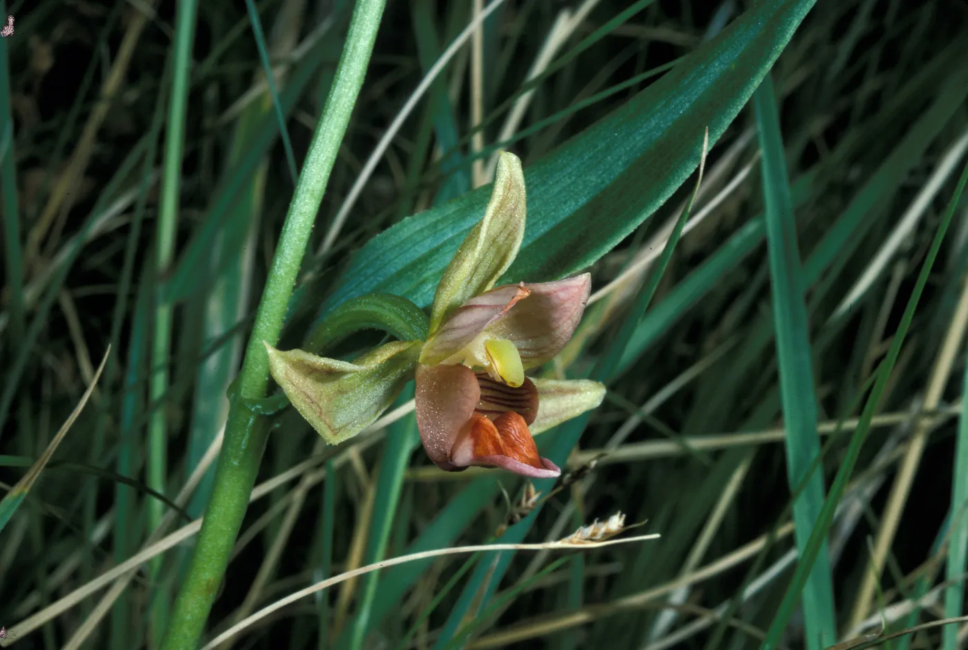 Epipactis gigantea