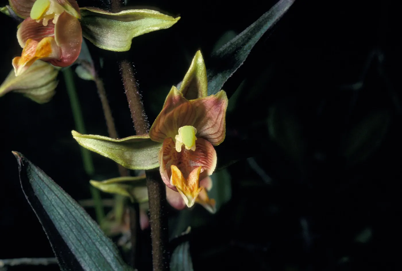 Epipactis gigantea