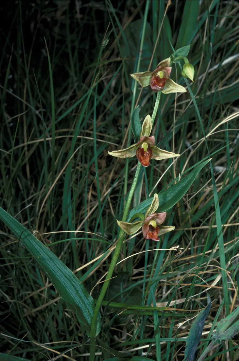 Epipactis gigantea