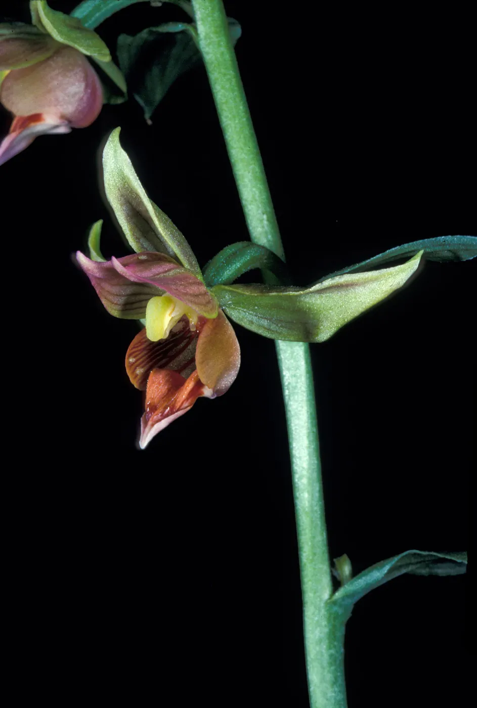Epipactis gigantea