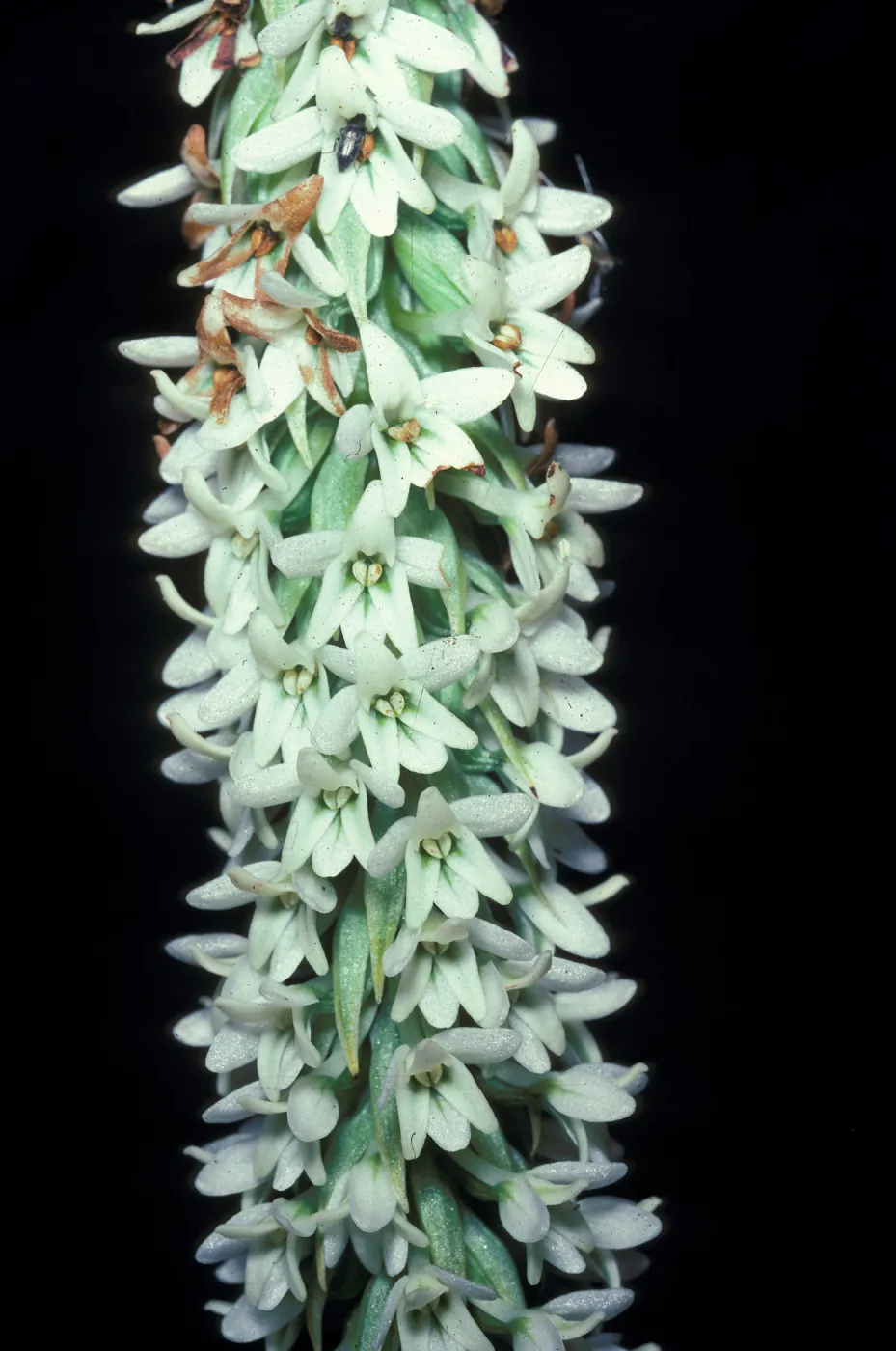 Piperia elegans