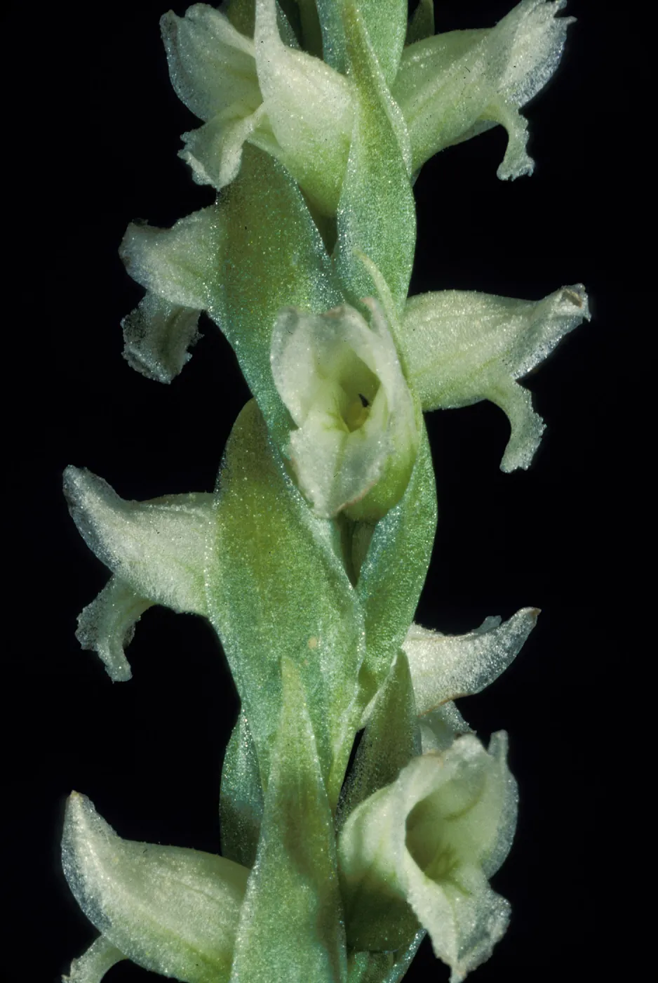Spiranthes romanzoffiana flower close-up